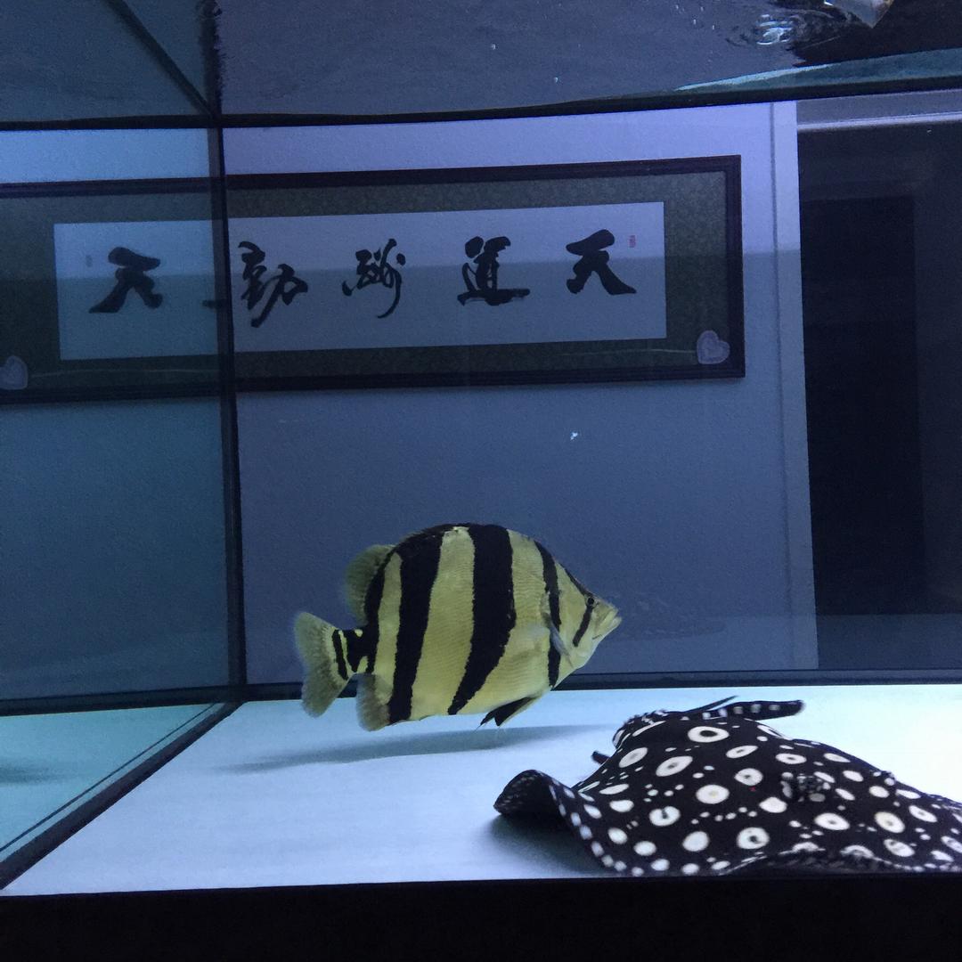多伦多的鱼