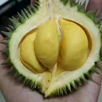 鲜果谷.生鲜跨境供应链