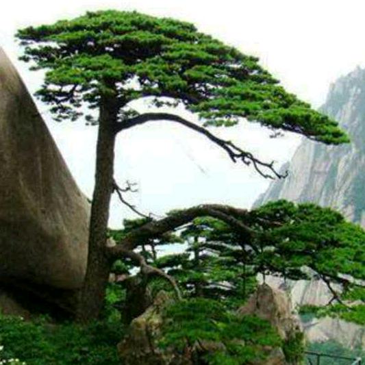 许贤彪