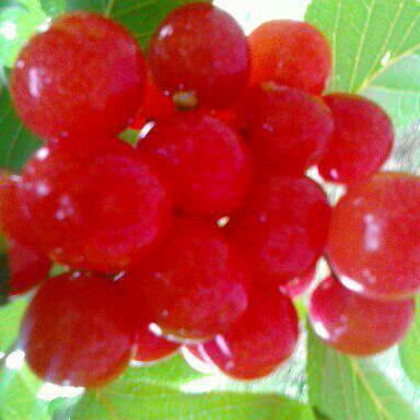 鲁甸小寨舞狮队员，宋富