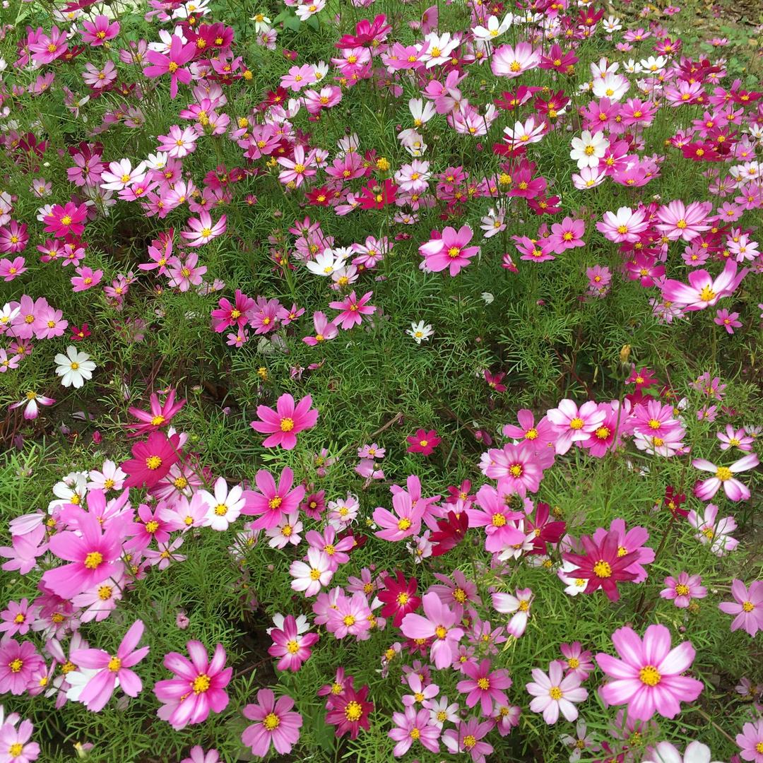 🦋🦋两只蝴蝶