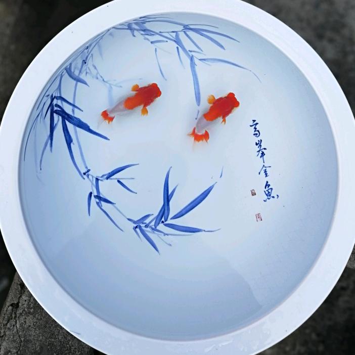 浙江高峰金鱼