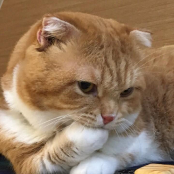 啊噗啊噗