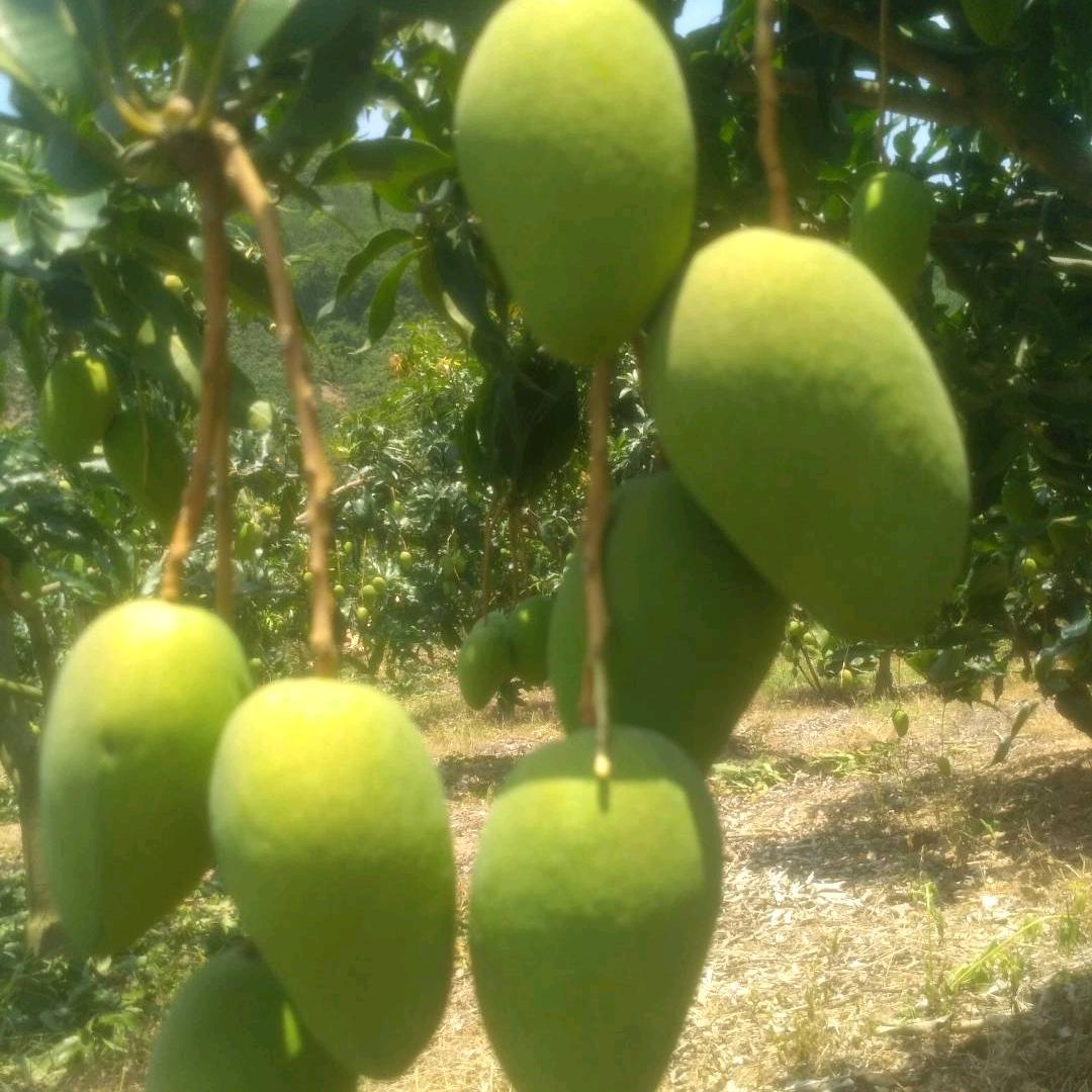 随风飘远