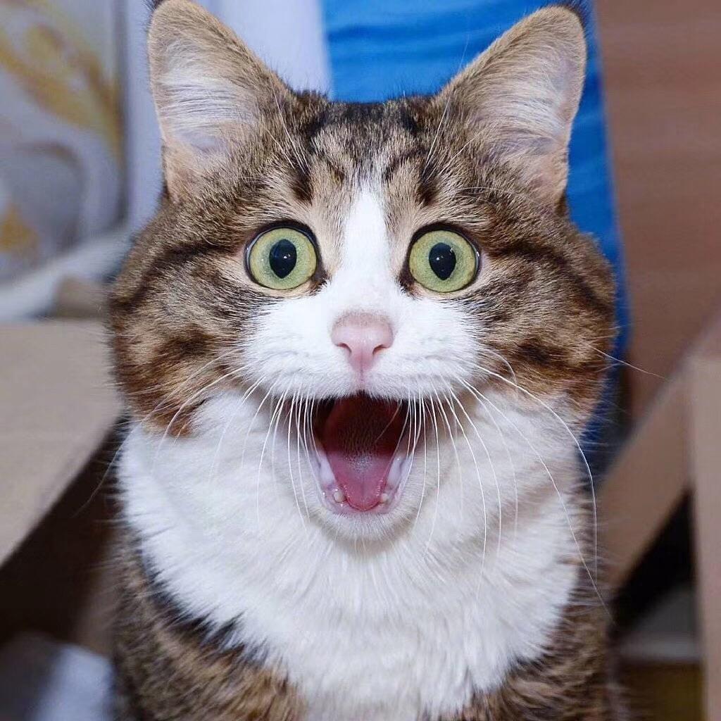 淘淘乐