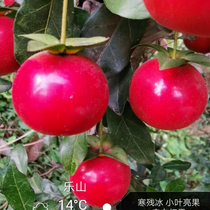 寒残冰金弹子