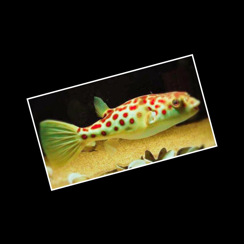 大鹏水族🐡河豚先生🐡
