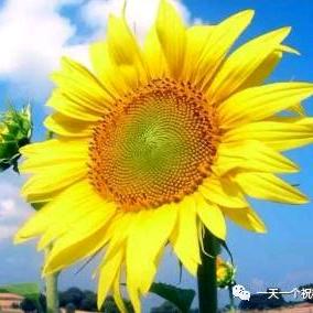 ☀️面向阳光