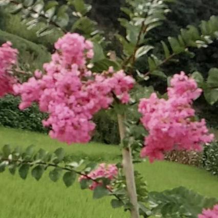 天使之恋