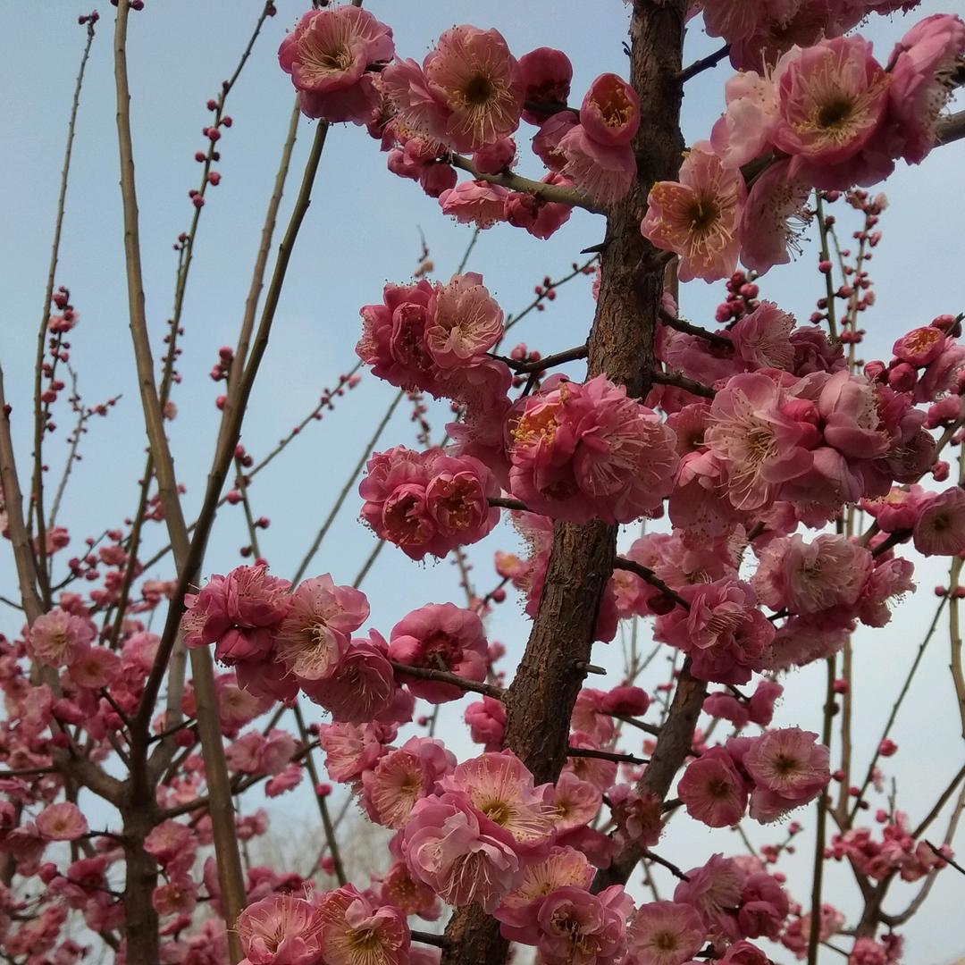 若水