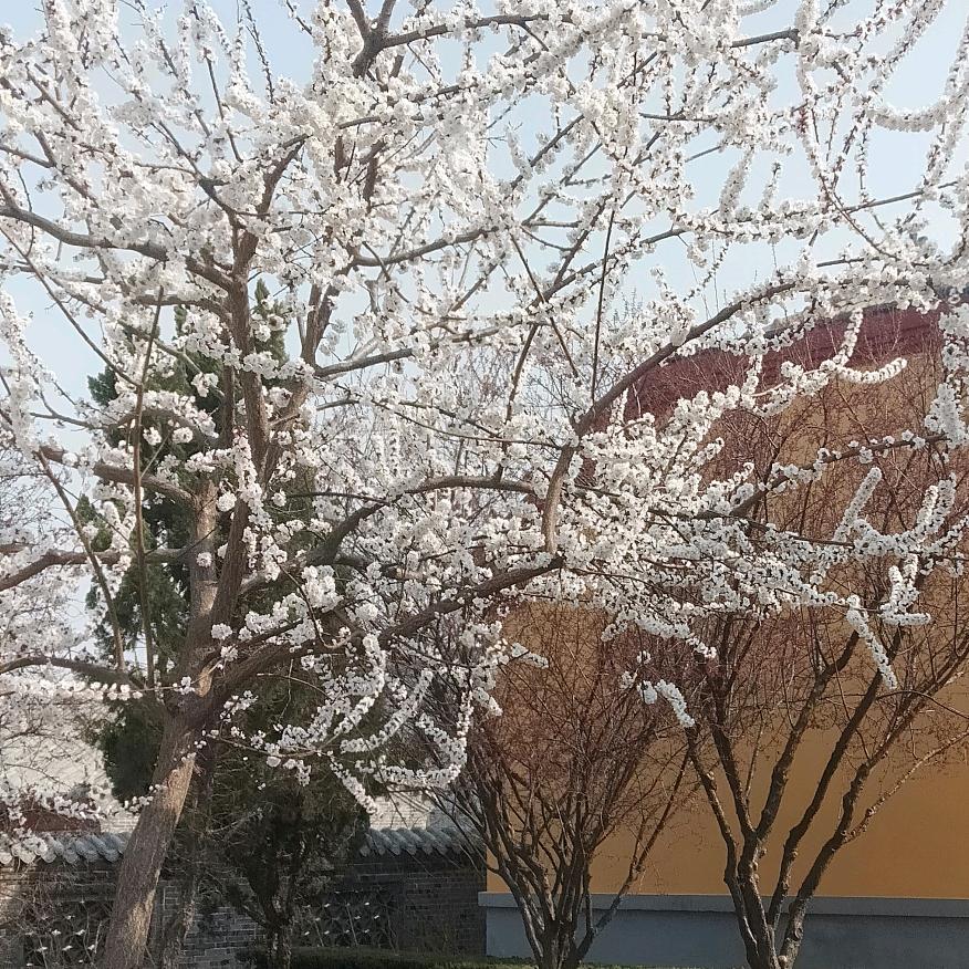 王乐