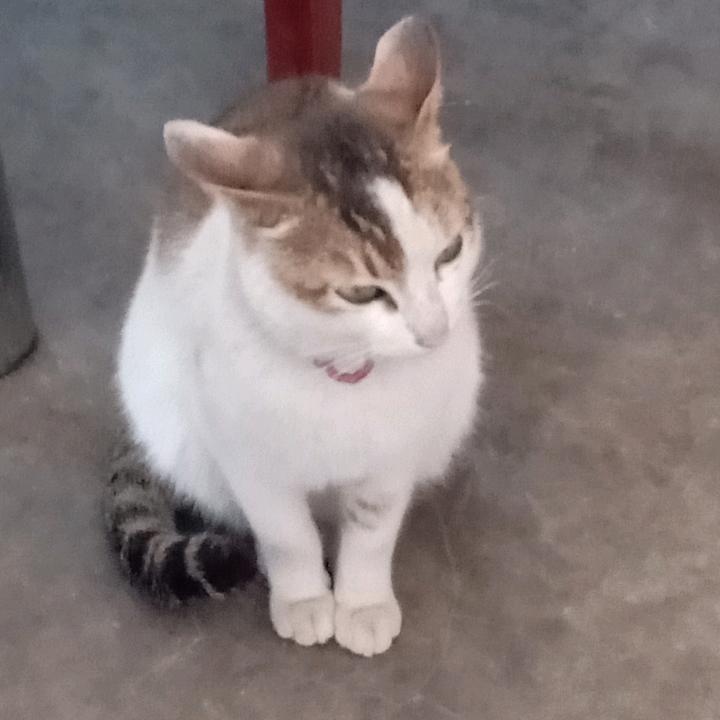 浪雪风尘