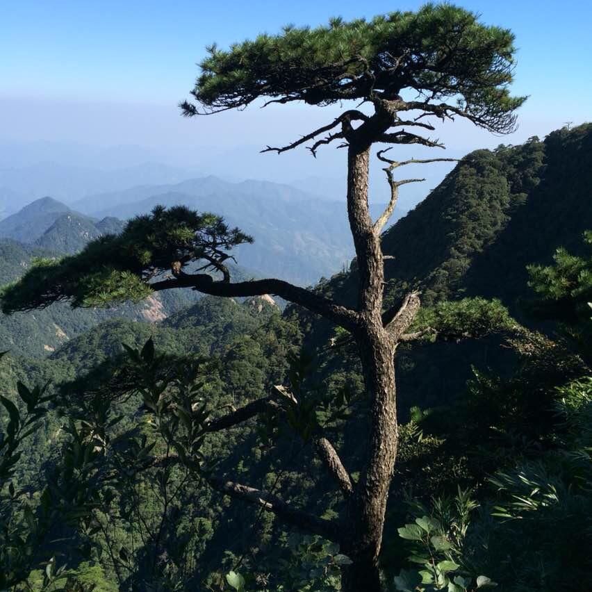 一阵风