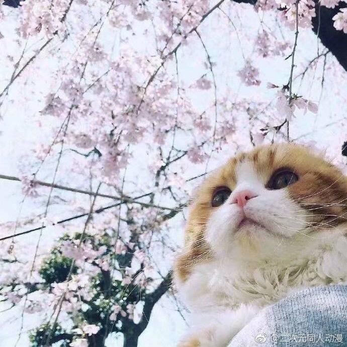 胖哒