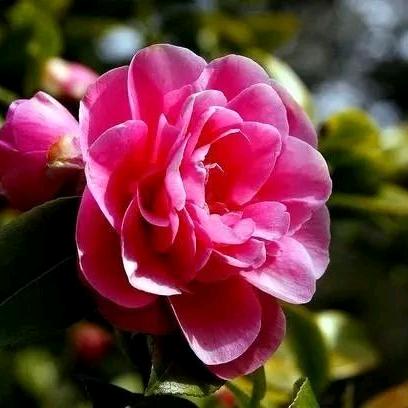 欢乐的玉兰花🌸（不定时直播）