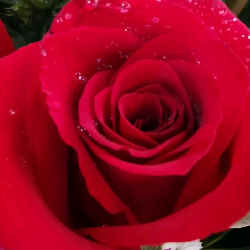 高端厨电手捧阳光