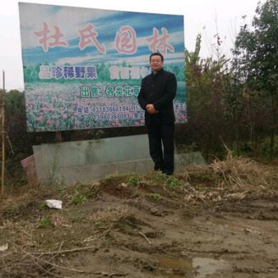 现以改行种药材了，杜老五花木