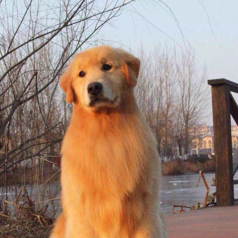 金星犬舍金毛之家