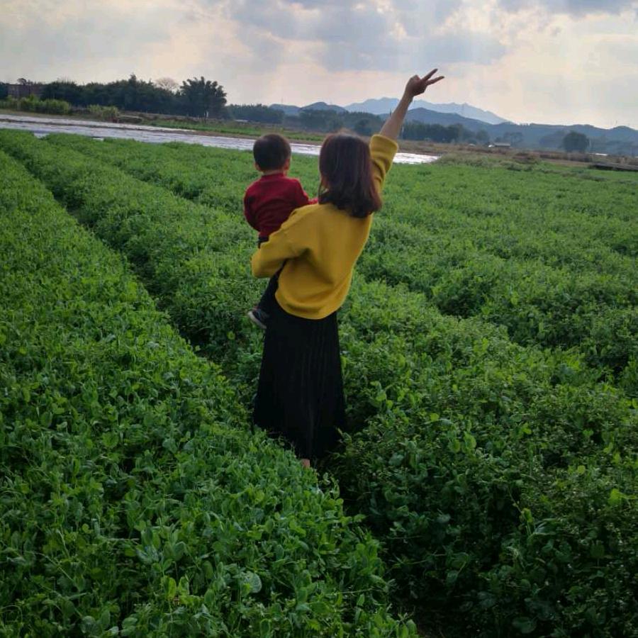 ν🍀叶🍀草🍀