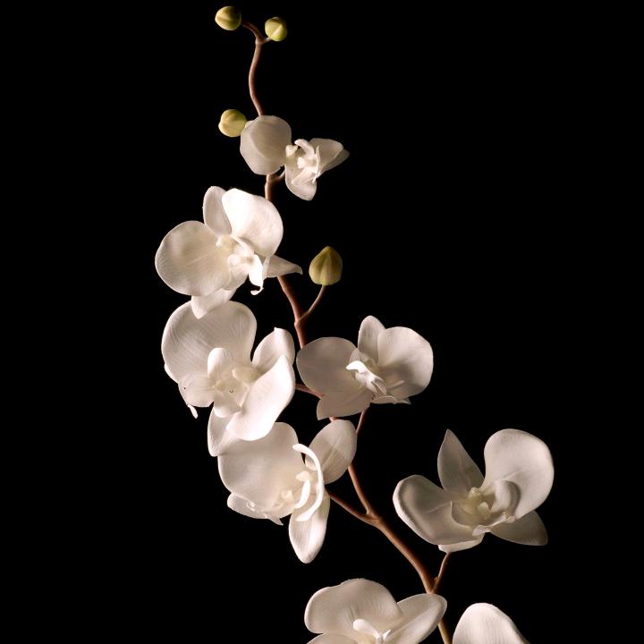 A.siye