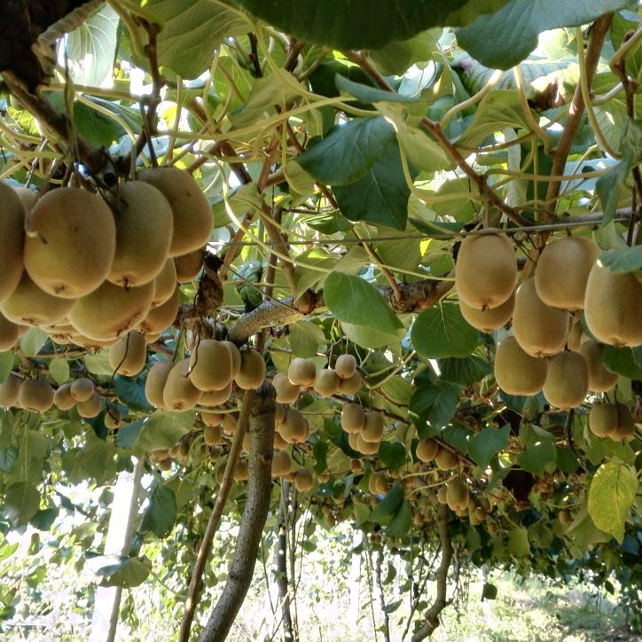 黄山金园山有机猕猴桃基地