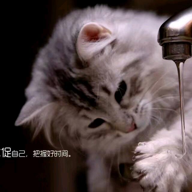 🍀🍀🍀寒塘渡鹤影🍀🍀🍀