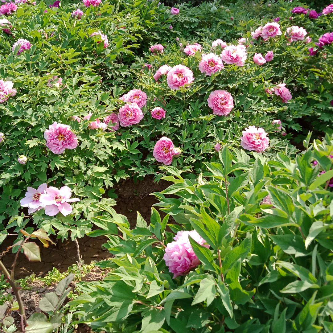 花开花落