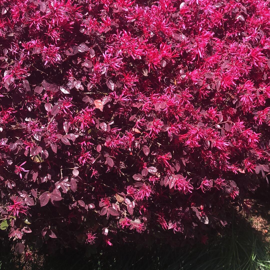 大铲子💰¹⁸⁸