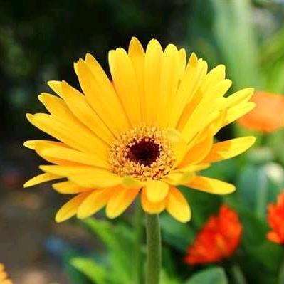 向日葵🌻