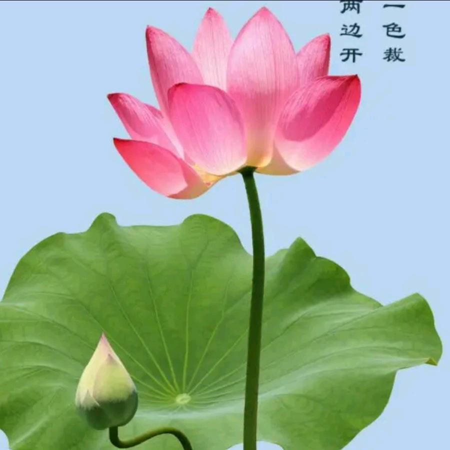 红尘美景皆过客