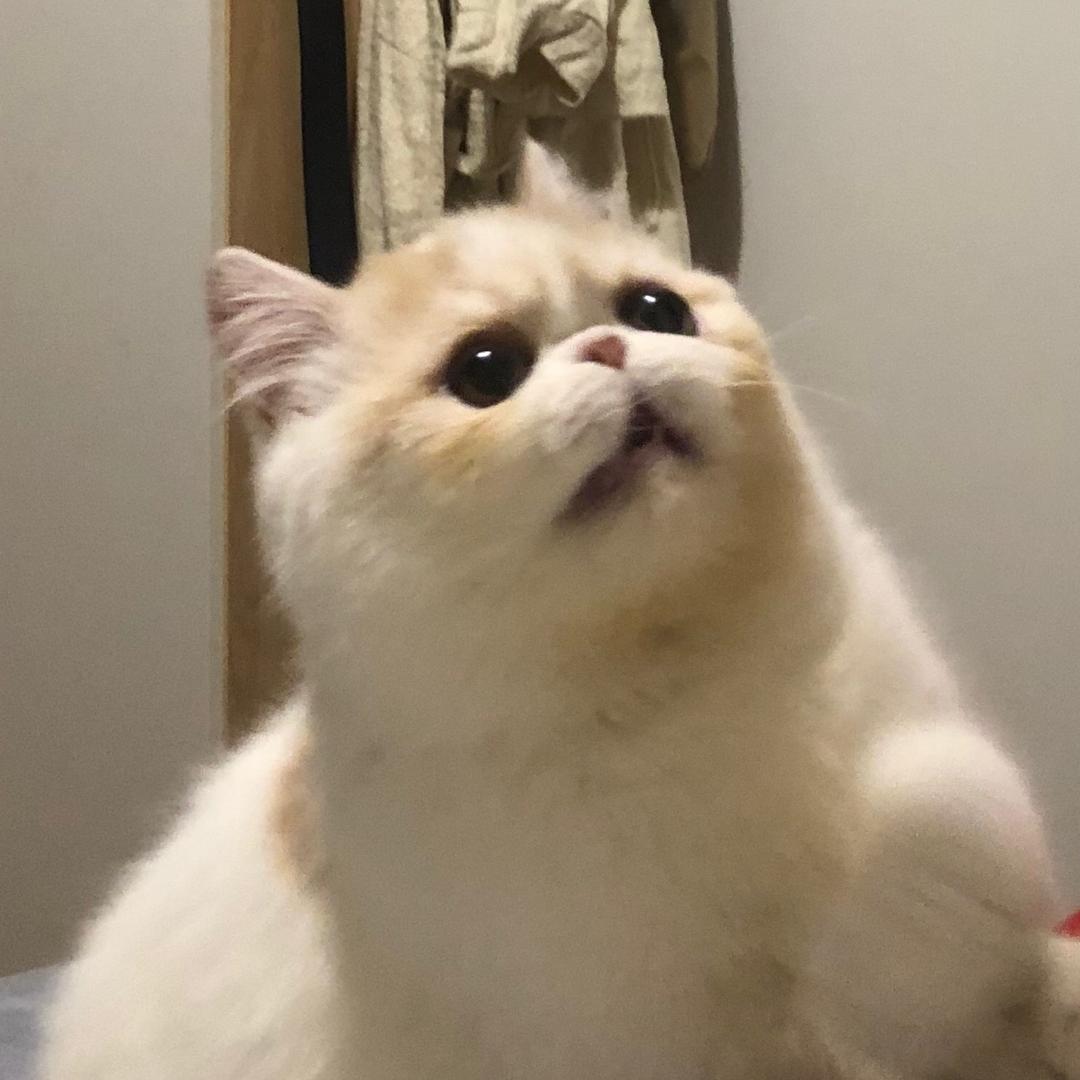 今天给汉堡换水了吗