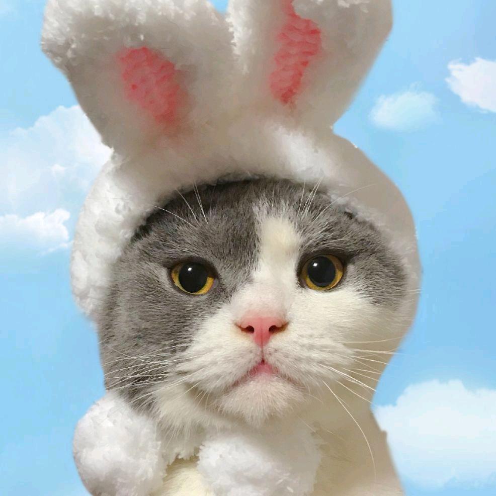 快乐皮皮猫