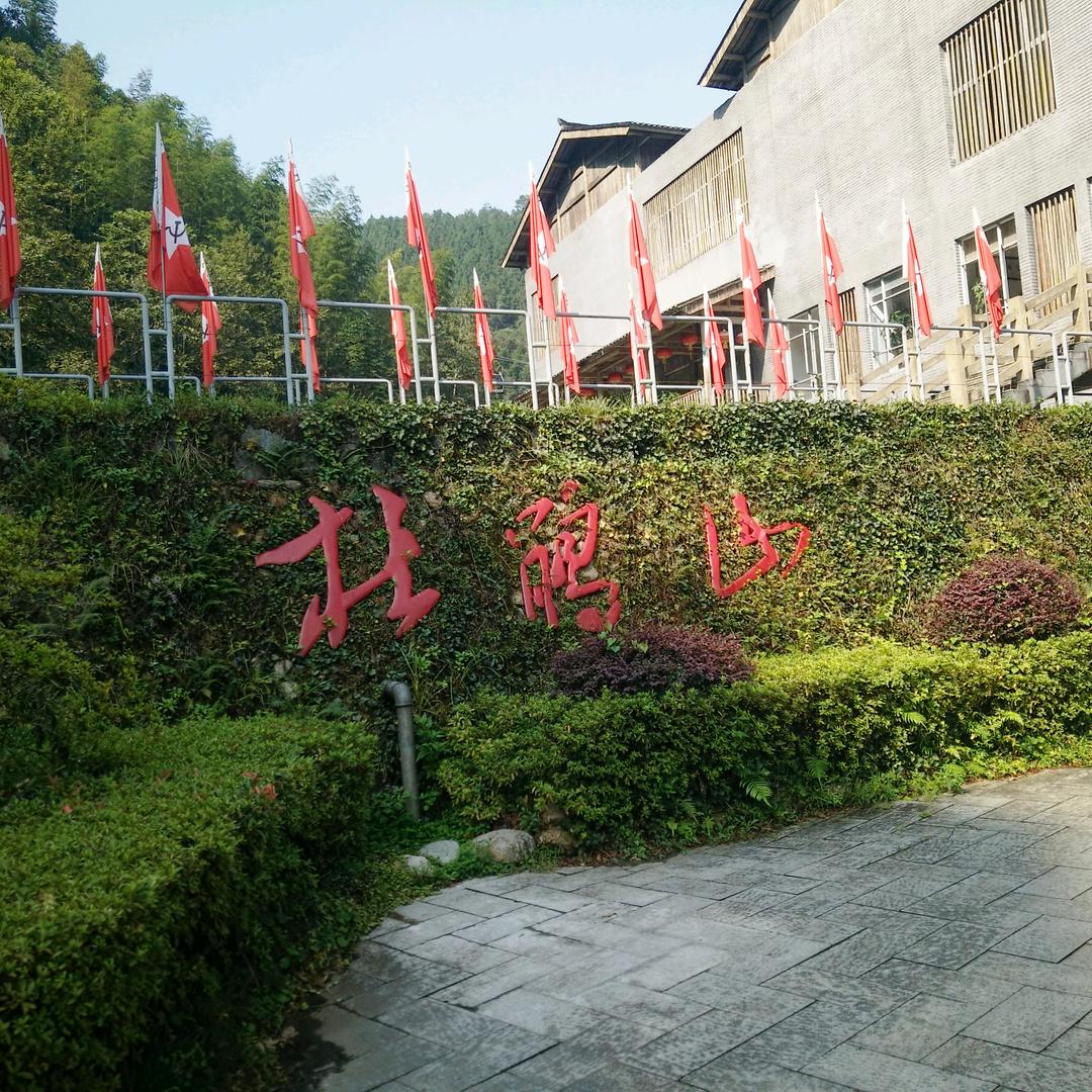 金叶