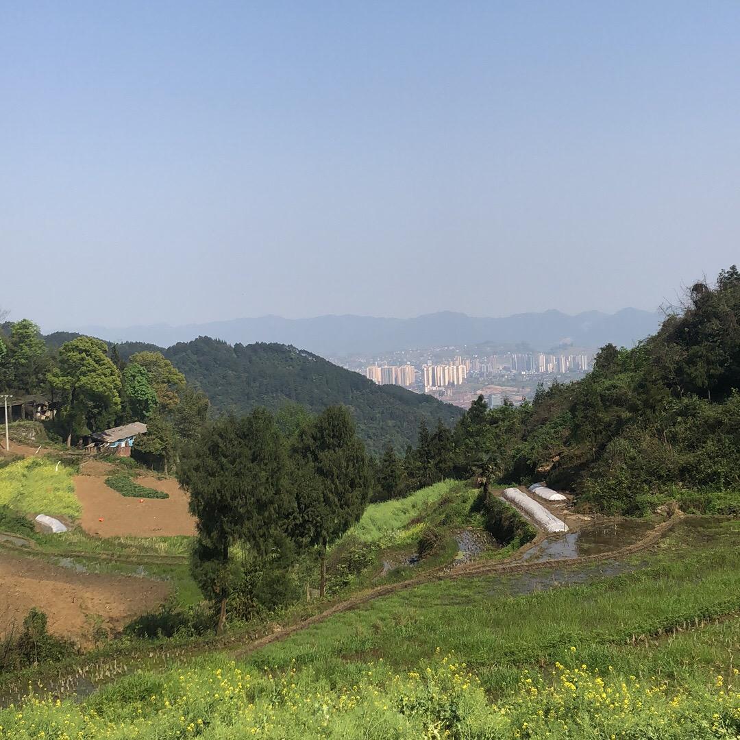 大山里的妹子（🐑）