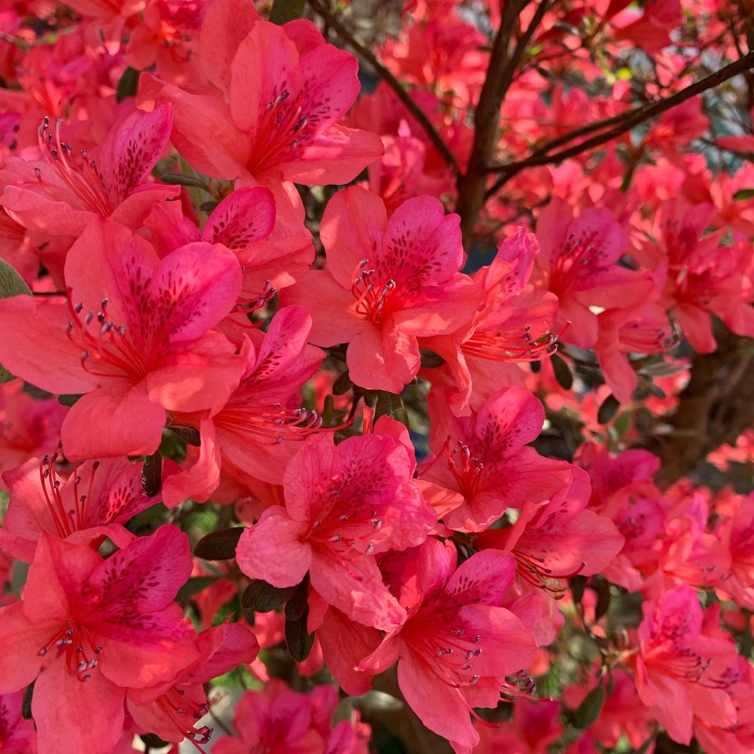 心想事成🌸