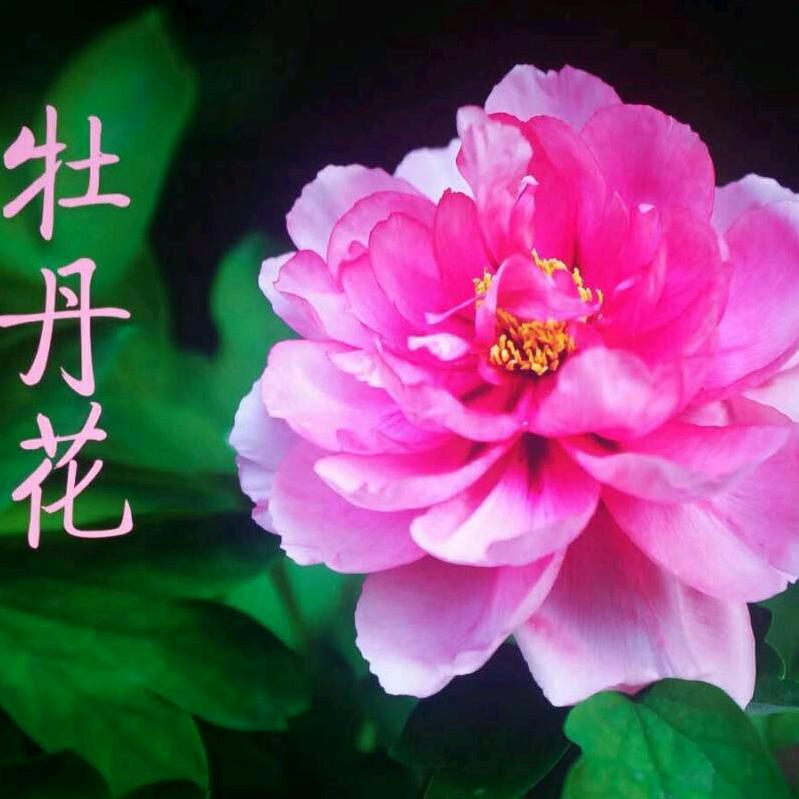 无语😒