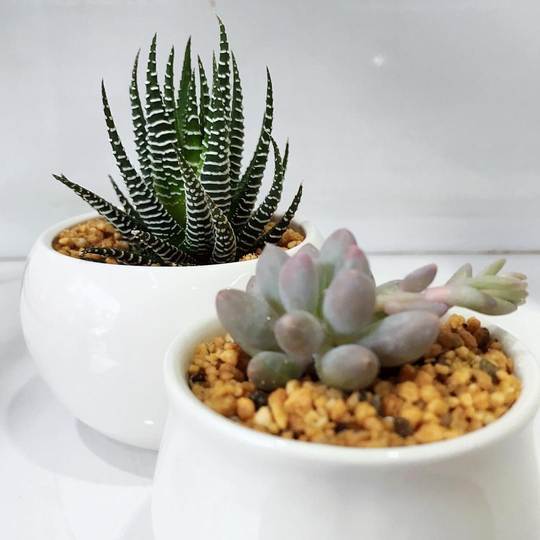 一战到底·小肉松