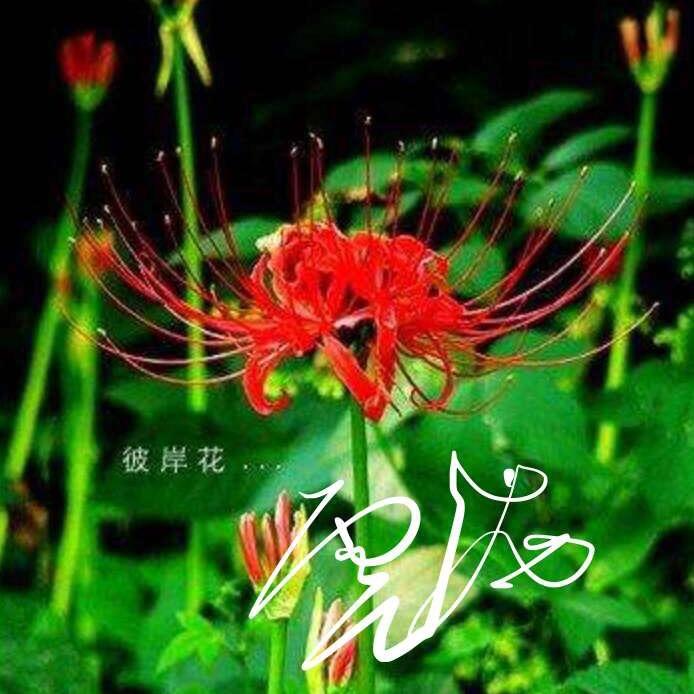 @彼岸花