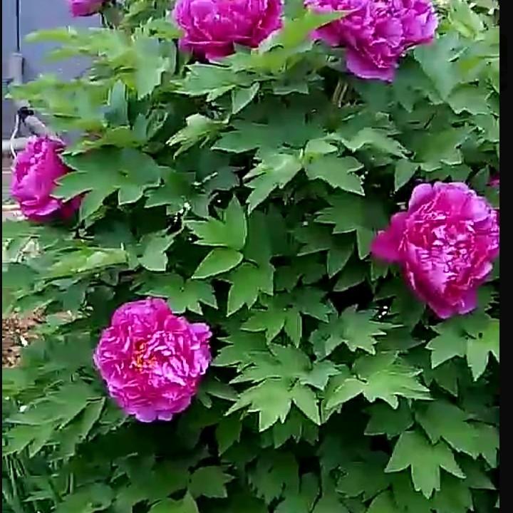 昌盛养蜂