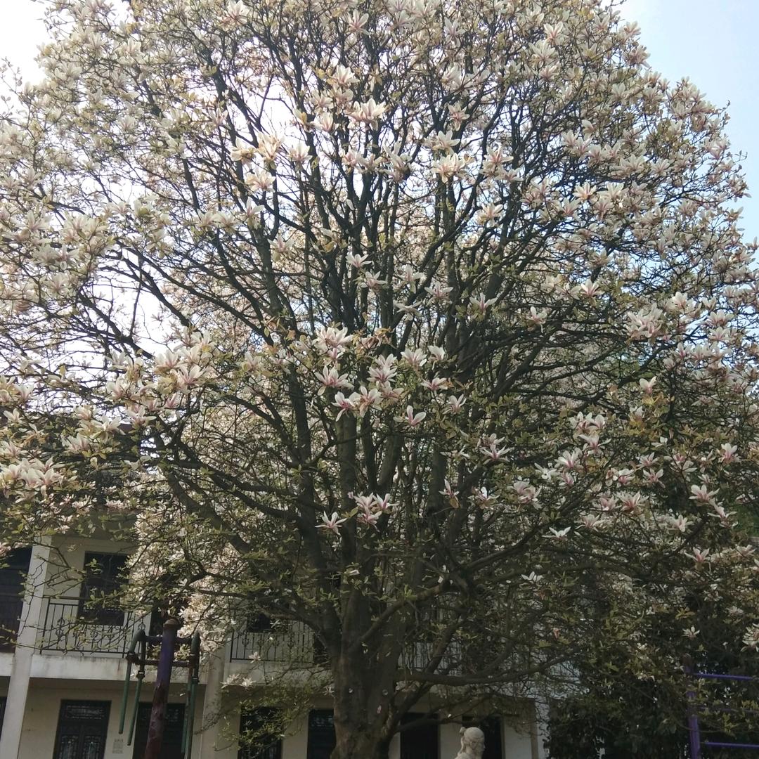 铿锵玫瑰
