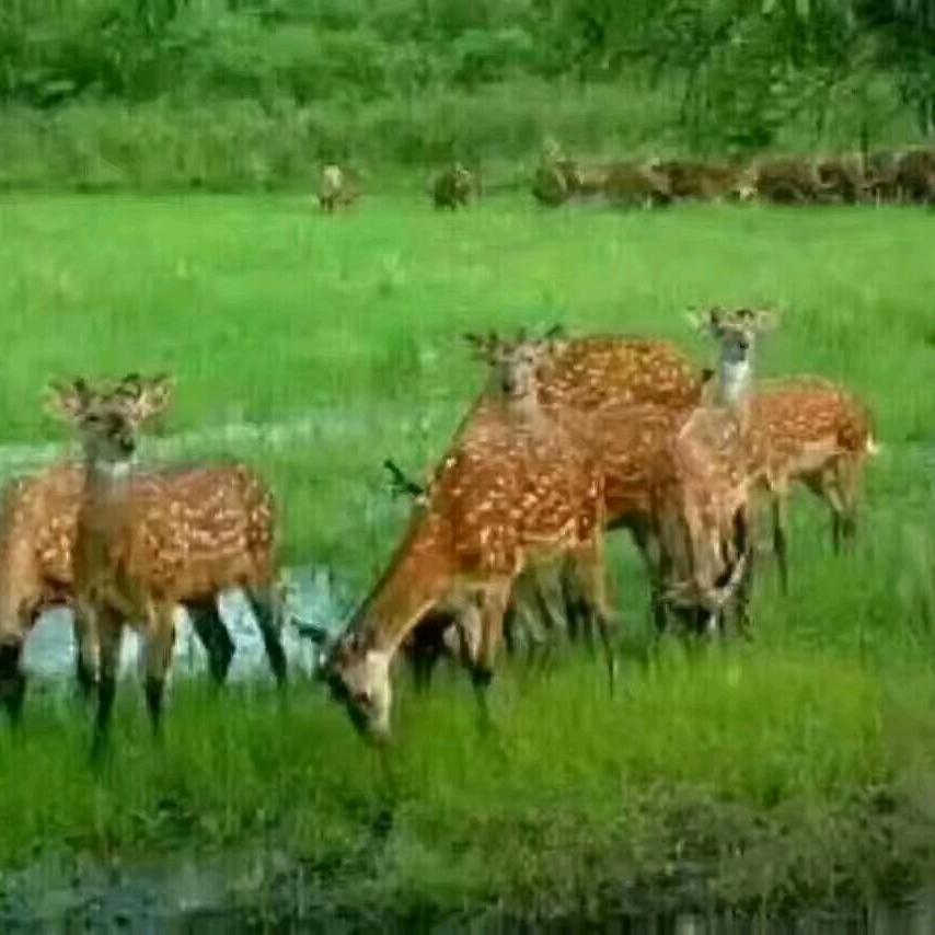 富华林区特产 （拒私聊，拒连赞）