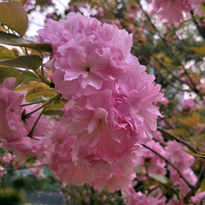 梦天使