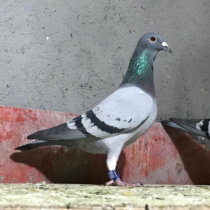 种鸽集中营