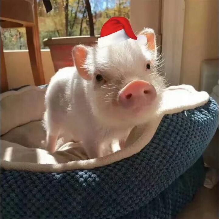 羊