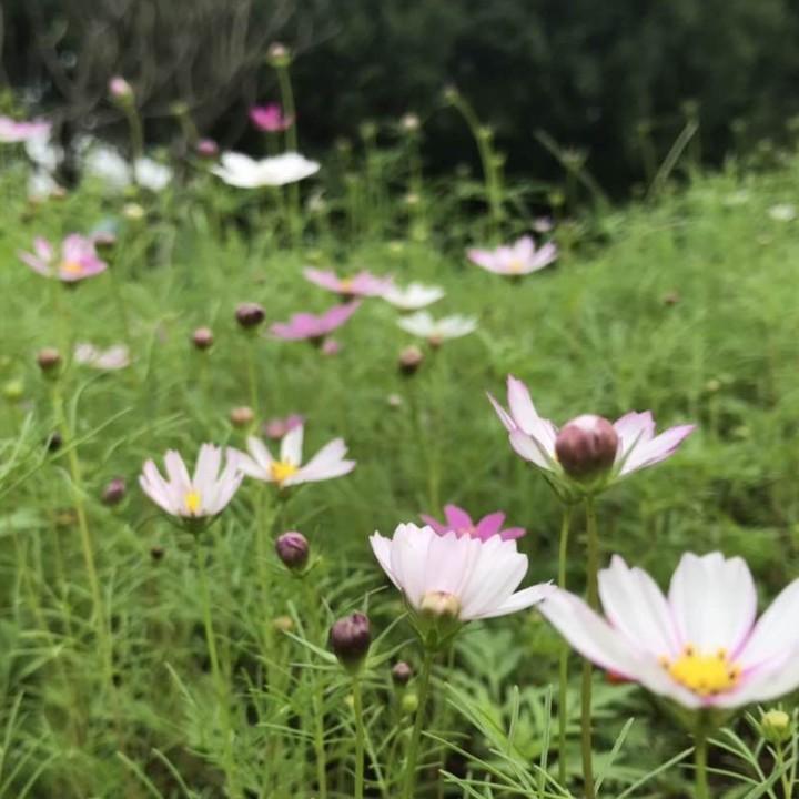 两广簸箕炊