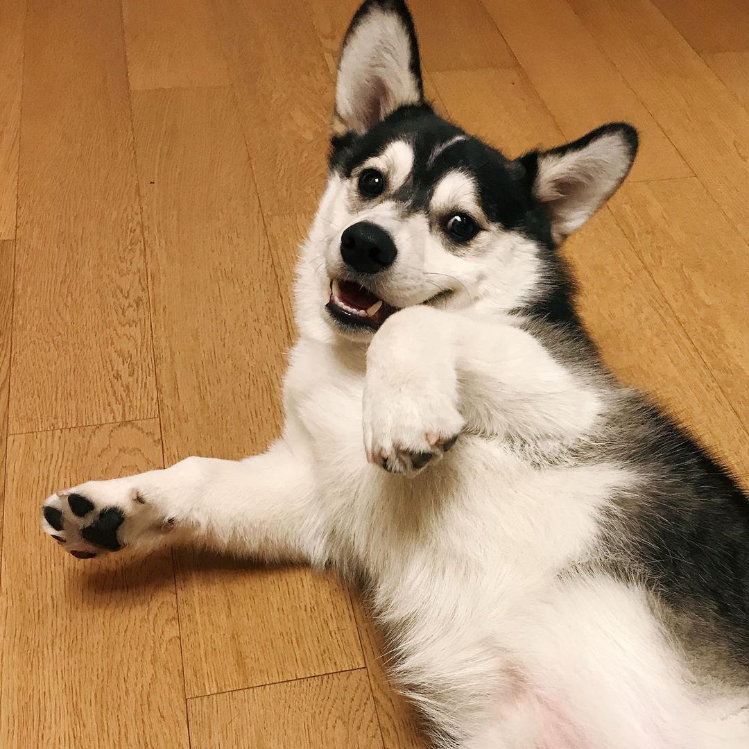 奥特曼不是哈士基