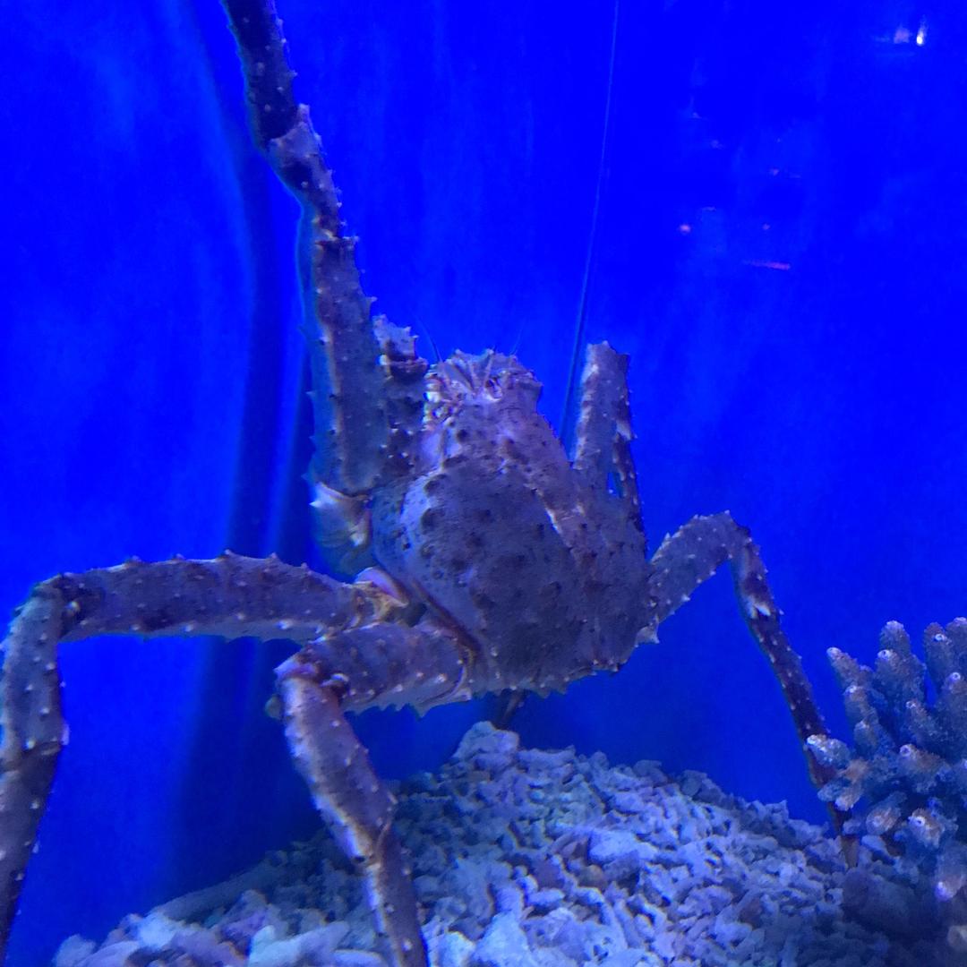 别低头皇冠会掉哦