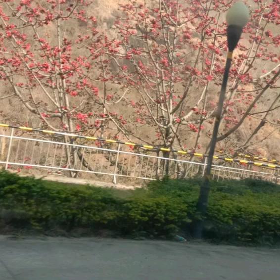 🌺开🌺落