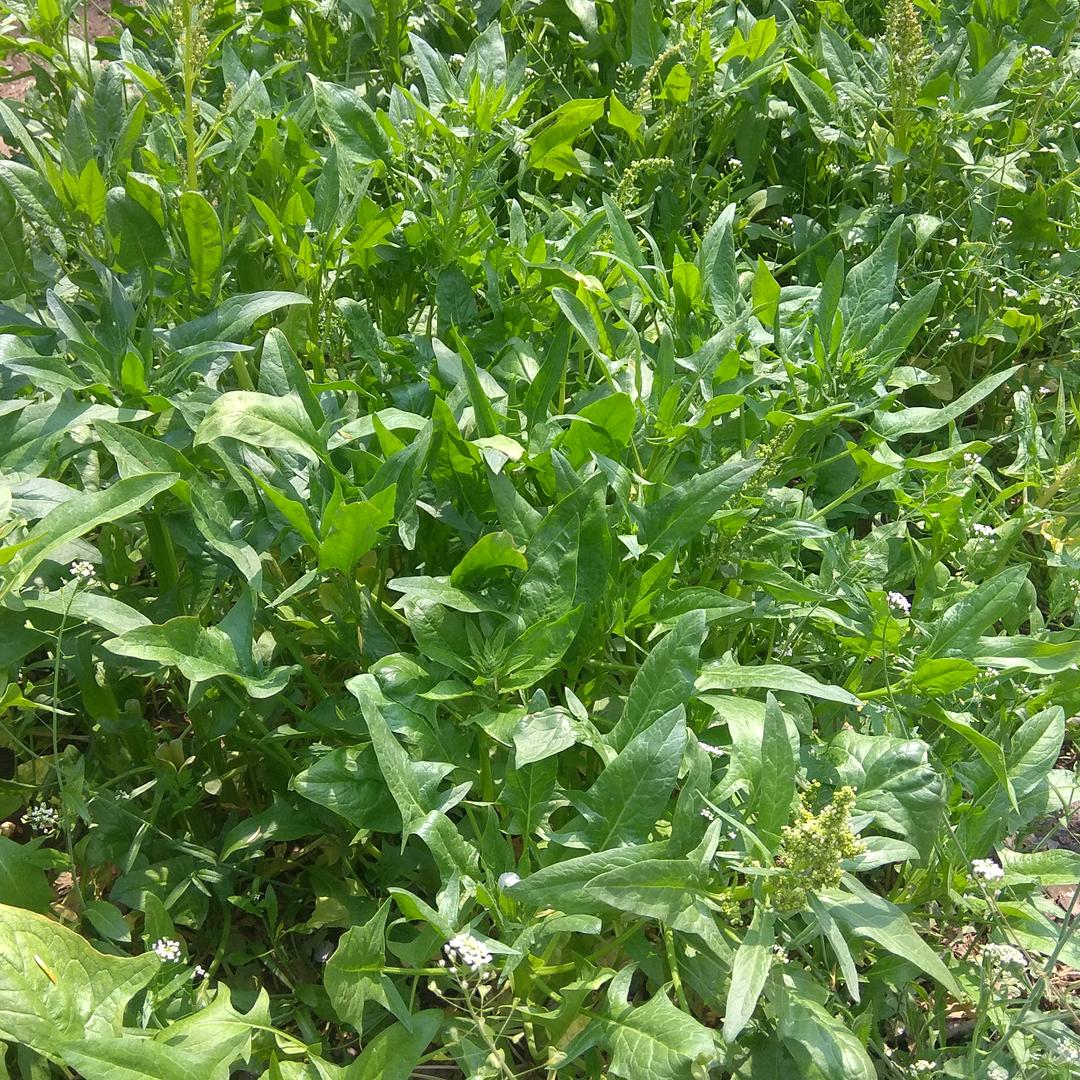 春暖花开