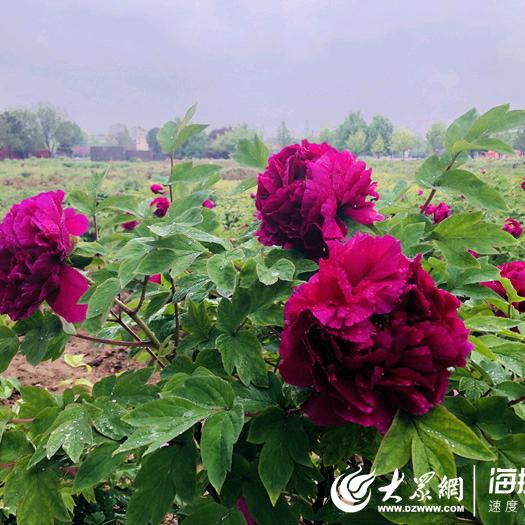 牡丹花开